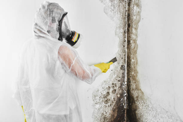 Best Post-Flood Mold Remediation in Good Hope, AL