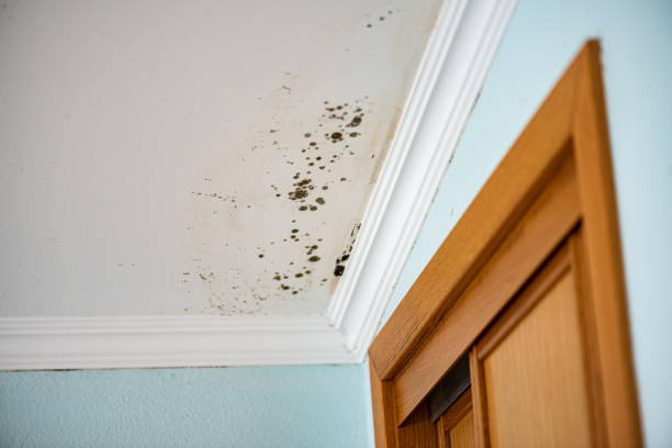 Best Basement Mold Remediation in Good Hope, AL