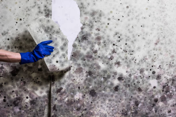 Best DIY Mold Remediation Support Services in Good Hope, AL